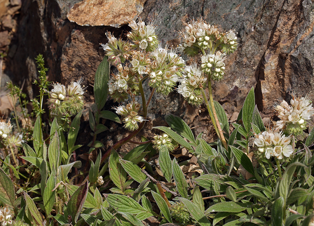 Image of Kaweah River phacelia