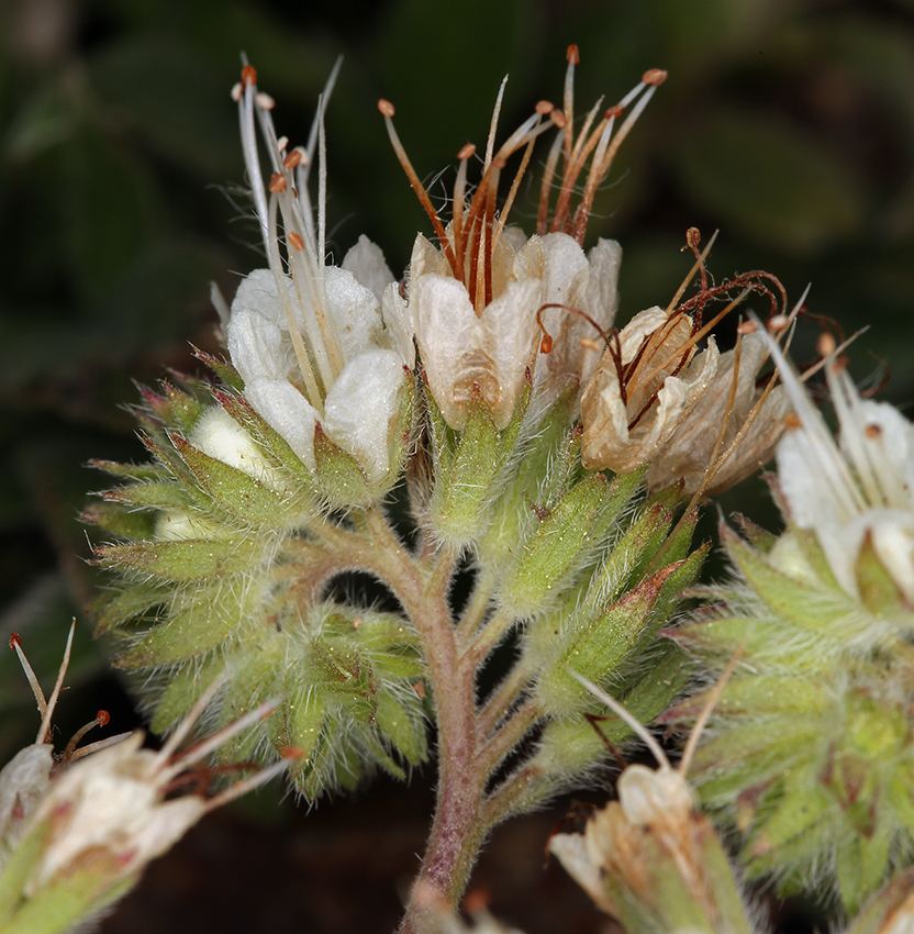 Phacelia egena (Greene ex Brand) J. T. Howell的圖片