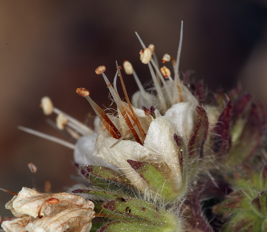 Image of Kaweah River phacelia