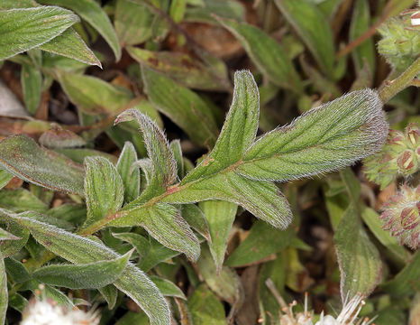 Phacelia egena (Greene ex Brand) J. T. Howell的圖片