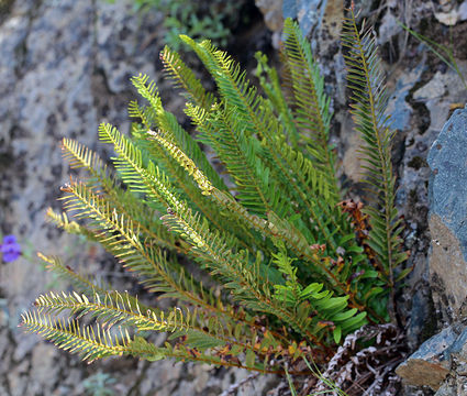 Image of <i>Polystichum <i>imbricans</i></i> ssp. imbricans