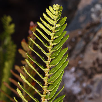 Image of <i>Polystichum <i>imbricans</i></i> ssp. imbricans