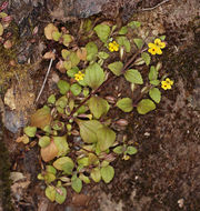 Image of <i>Mimulus alsinoides</i>