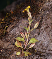 Image of <i>Mimulus alsinoides</i>