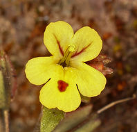 Image of <i>Mimulus alsinoides</i>