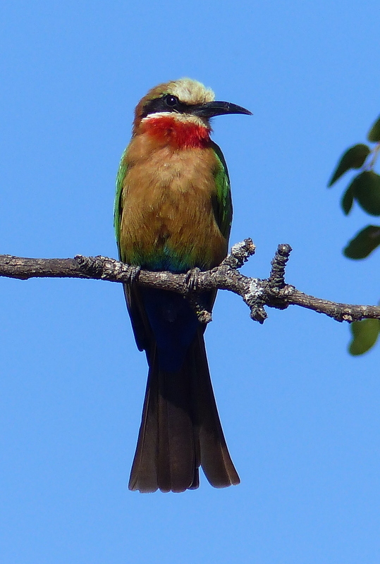 Image of White-fronted Bee-eater