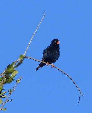 Image of Village Indigobird