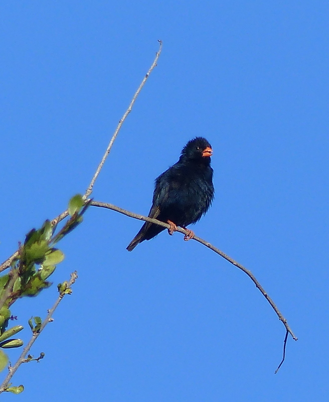 Image of Village Indigobird