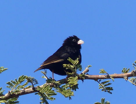 Image of Dusky Indigobird