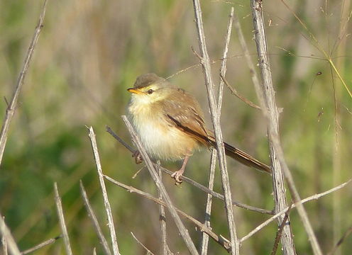 Image de Prinia commune