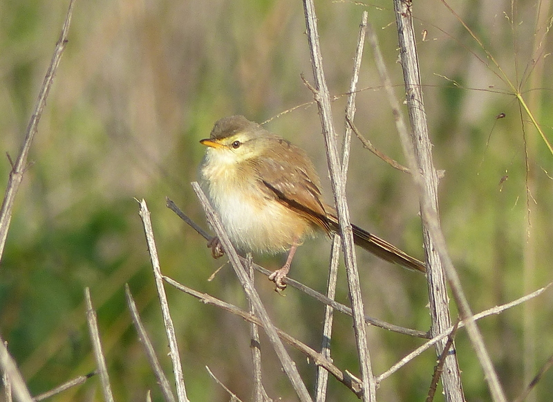 Image of Tawny-flanked Prinia