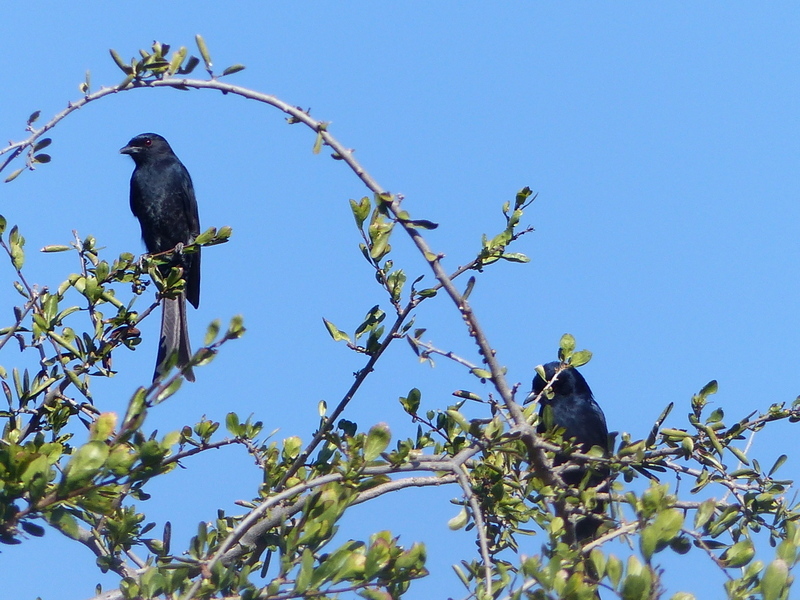 Image of Fork-tailed Drongo