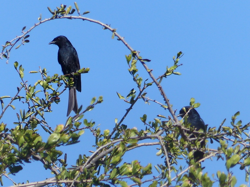 Image of Fork-tailed Drongo