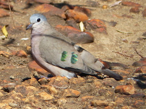 Image of Emerald-spotted Dove