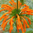 Image of lion's ear