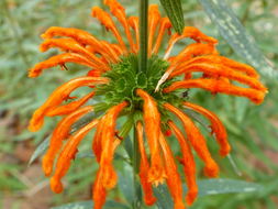 Image of lion's ear