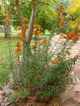 Leonotis leonurus (L.) R. Br. resmi