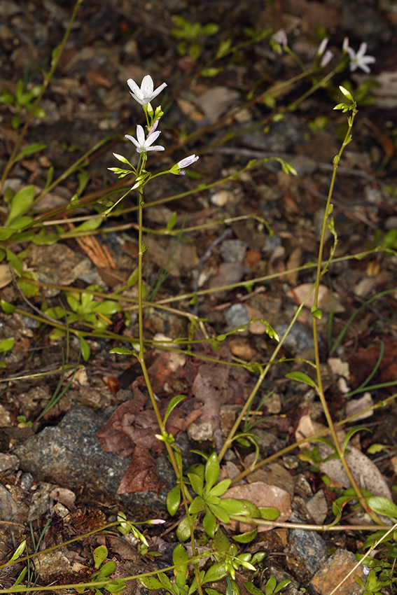 Image of littleleaf minerslettuce