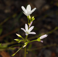 Image of littleleaf minerslettuce