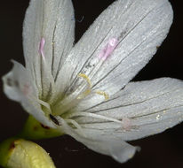 Image of littleleaf minerslettuce