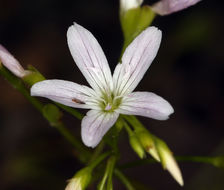 Image of littleleaf minerslettuce