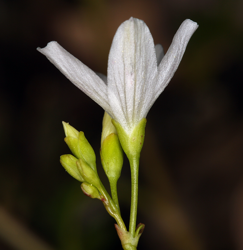 Montia parvifolia (Moc. ex DC.) Greene resmi