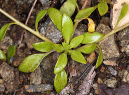 Montia parvifolia (Moc. ex DC.) Greene resmi