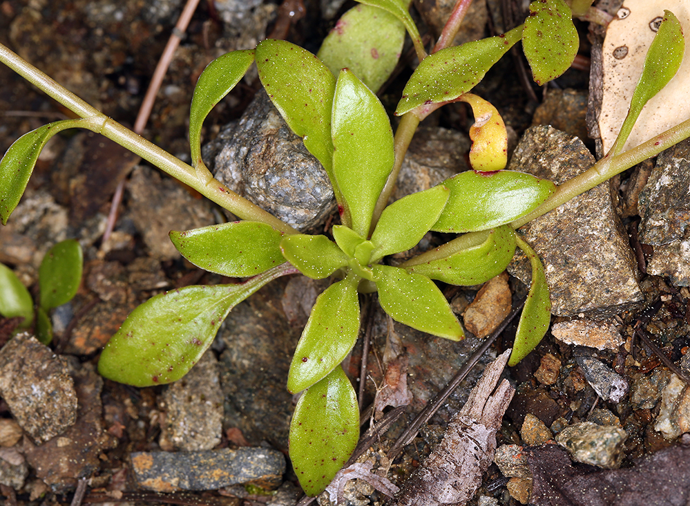 Image de Montia parvifolia (Moc. ex DC.) Greene