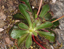 Lewisia cotyledon var. howellii (S. Wats.) Jeps. resmi