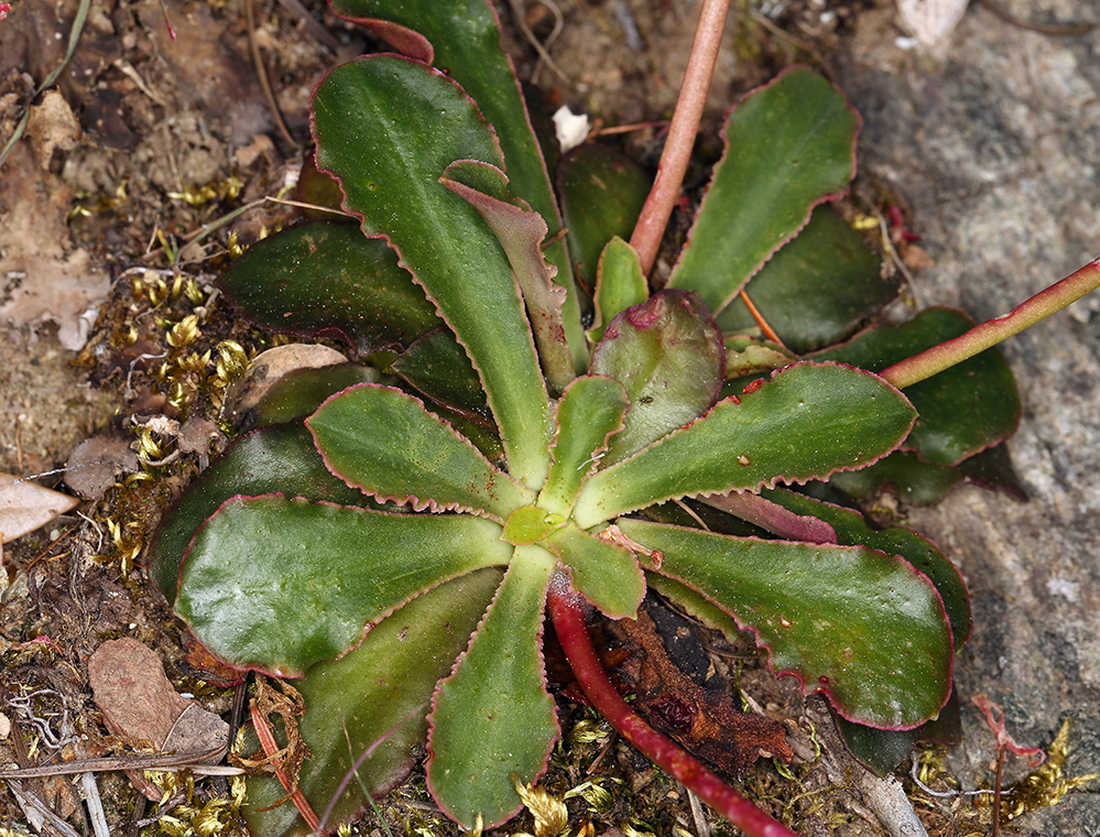 Image of Howell's lewisia