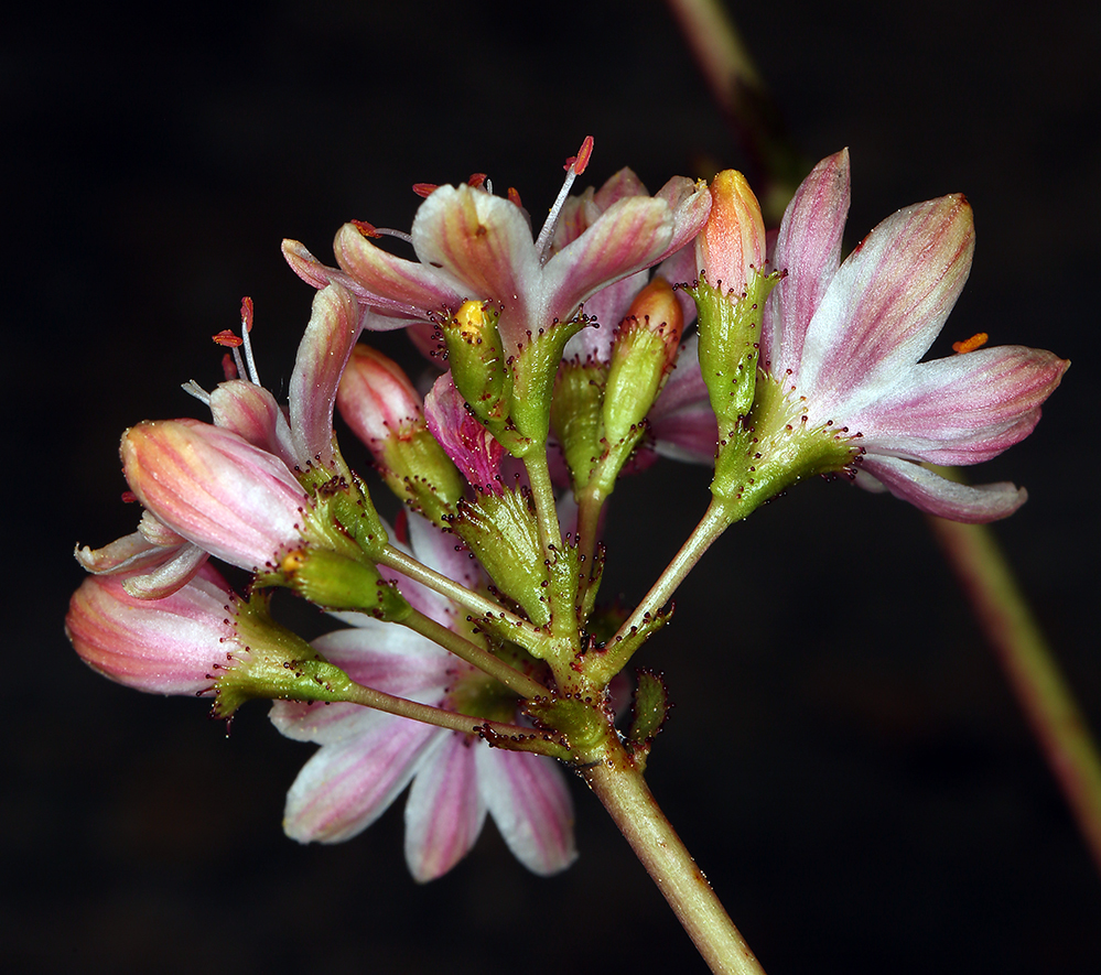 Lewisia cotyledon var. howellii (S. Wats.) Jeps. resmi