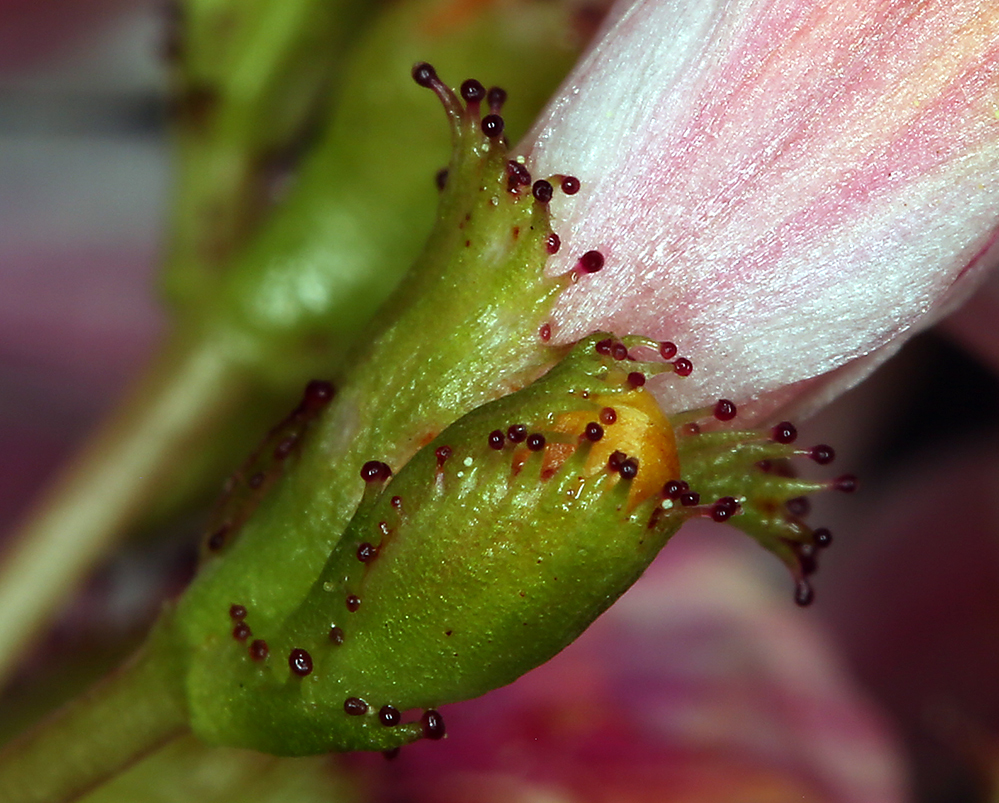 Image of Howell's lewisia