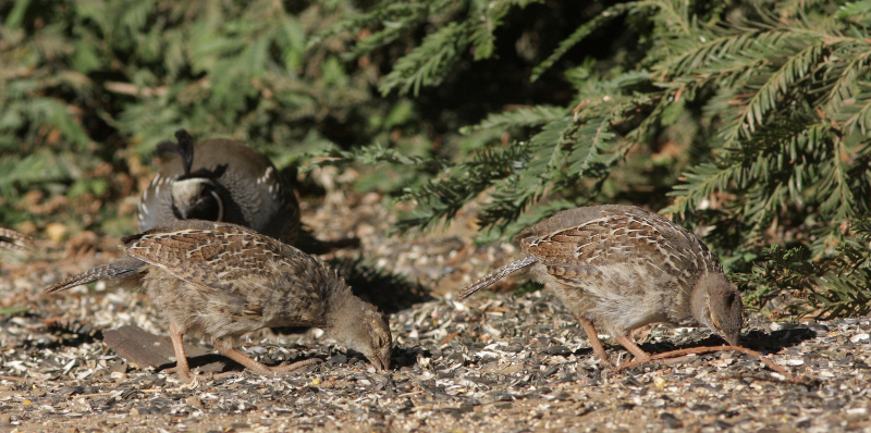 Image of California Quail