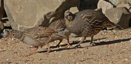 Image of California Quail