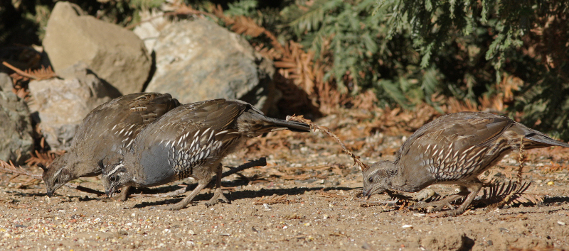 Image of California Quail