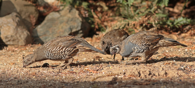 Image of California Quail