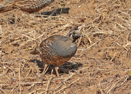 Image of California Quail