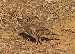 Image of California Quail