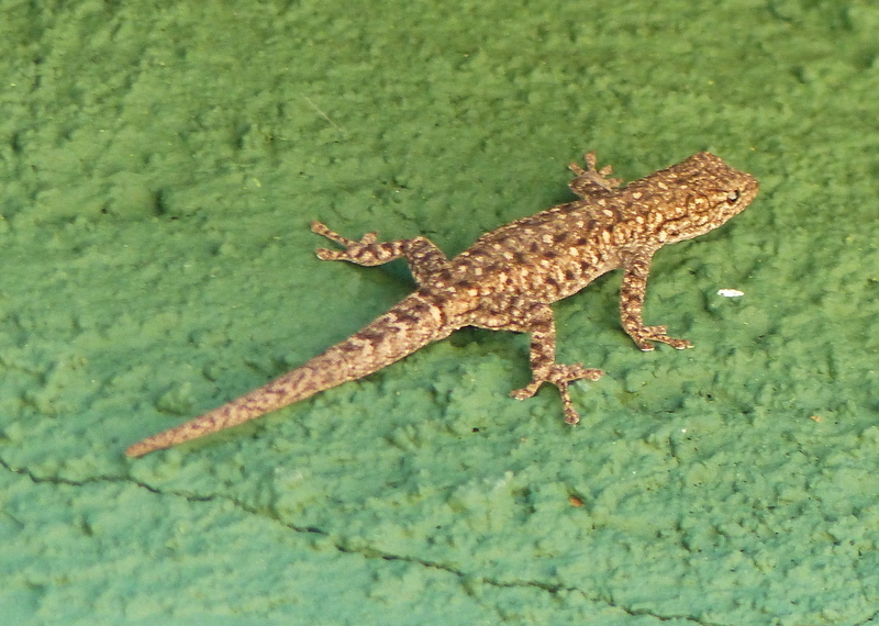 Lygodactylus stevensoni Hewitt 1926 resmi