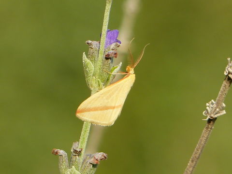 Слика од Rhodometra sacraria Linnaeus 1767