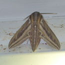 Image of Vine Hawk-Moth