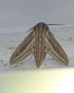 Image of Vine Hawk-Moth