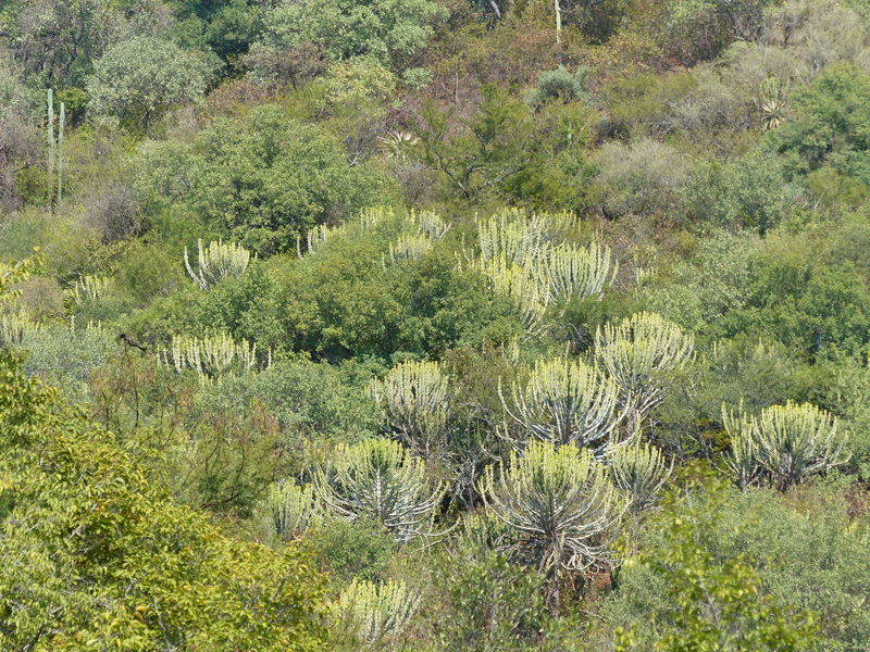 Image of candelabra Tree