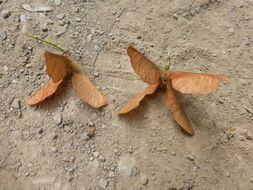 Image of bigleaf maple