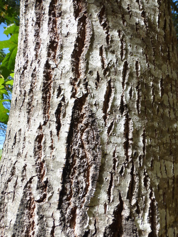 Imagem de Quercus agrifolia Née