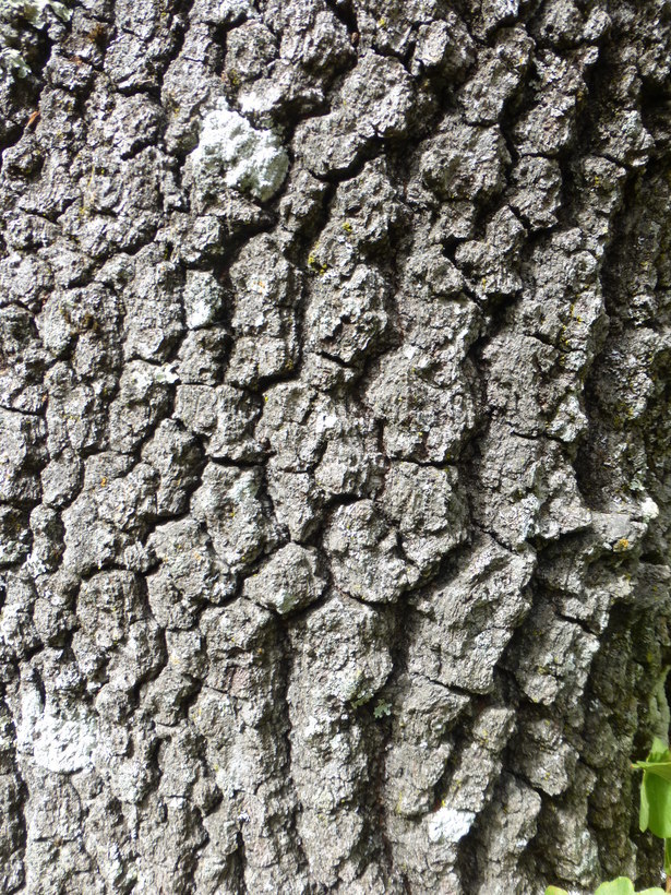 Image of California black oak