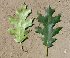 Image of California black oak