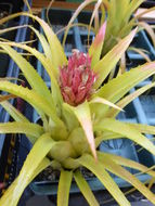 Image of Aechmea recurvata (Klotzsch) L. B. Sm.