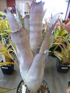 Image of Billbergia sanderiana É. Morren