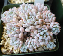 Sivun Graptopetalum pachyphyllum Rose kuva